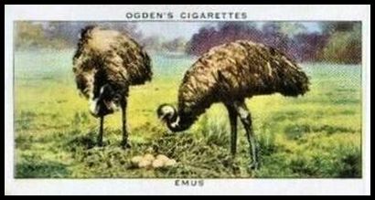 15 Emus